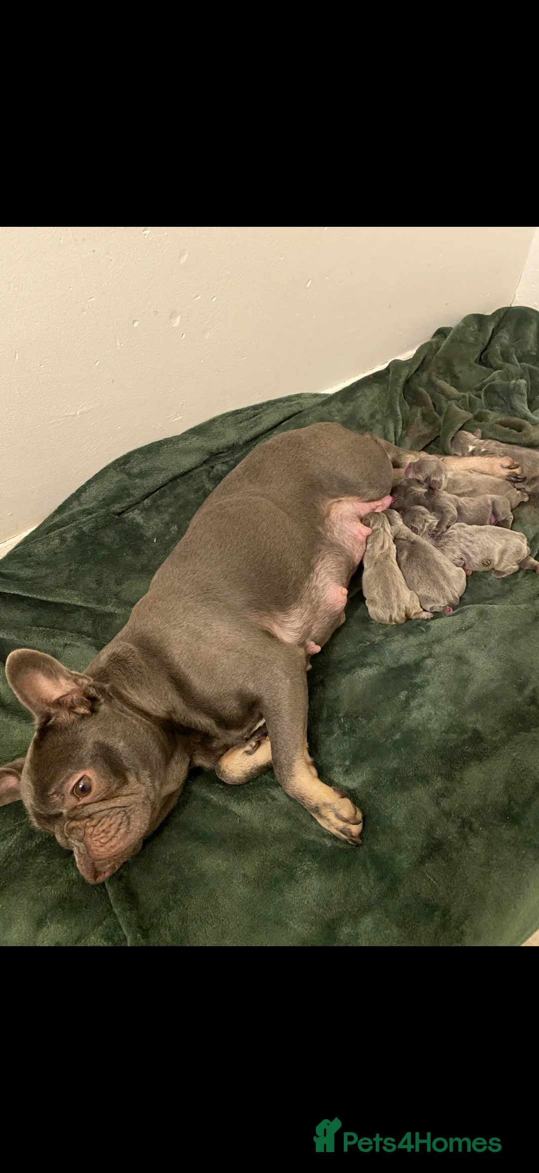 French Bulldog dogs for sale: Family raised French bulldog puppies  - Advert 2