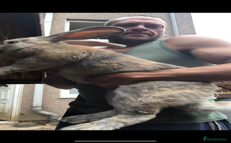 Continental Giant rabbits Continental giants  - Advert 1
