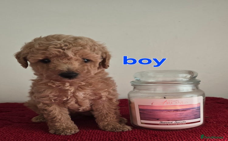 Maltipoo dogs - Advert 1