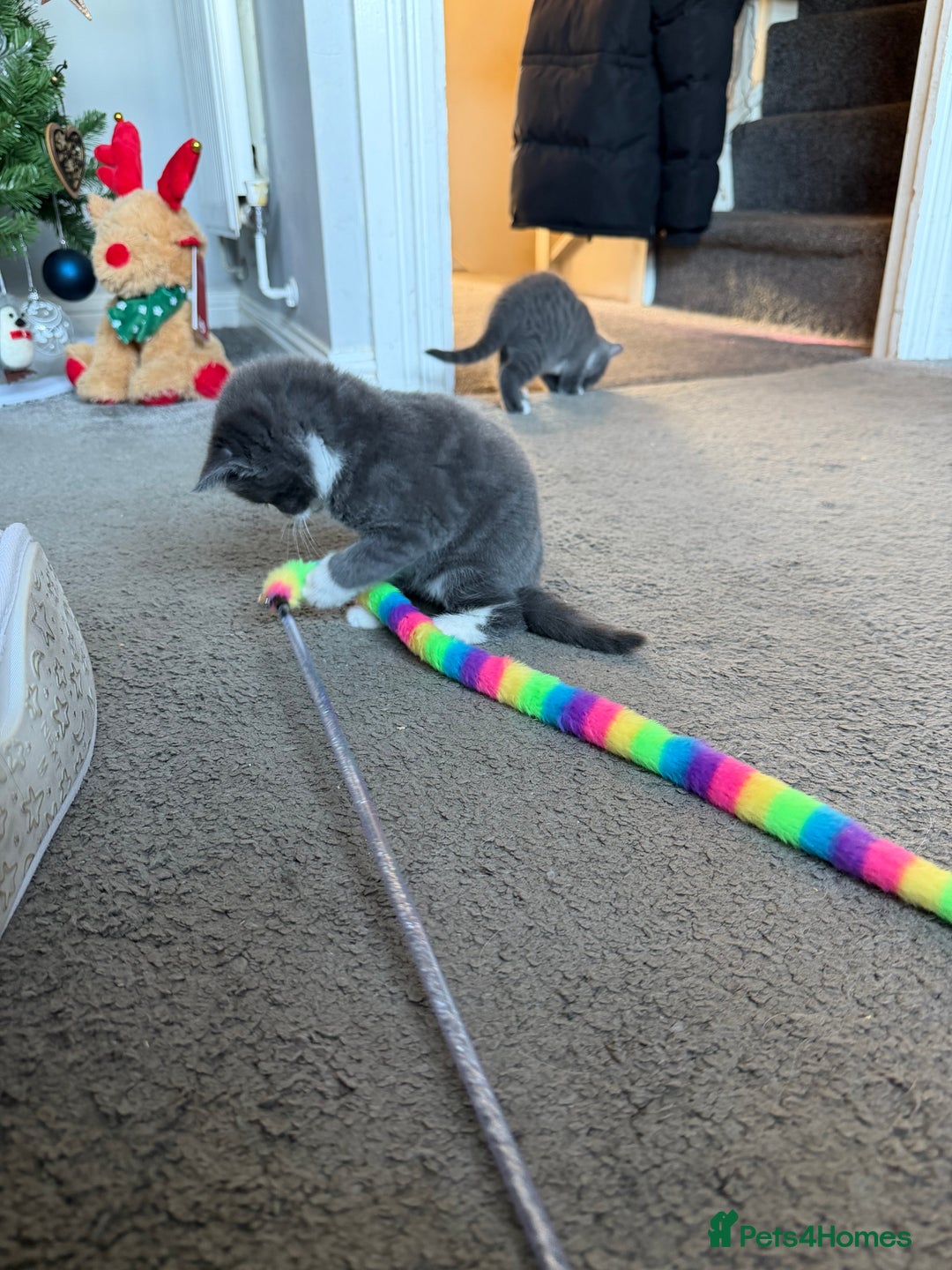 British Shorthair cats for sale: Two beautiful bi colour girls ready for new homes  - Advert 33