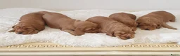 Cocker Spaniel dogs for sale: Show line K.C Cocker Spaniel Puppies  - Advert 20