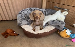 Miniature Dachshund dogs for sale: Boy miniature dashound  - Image 2