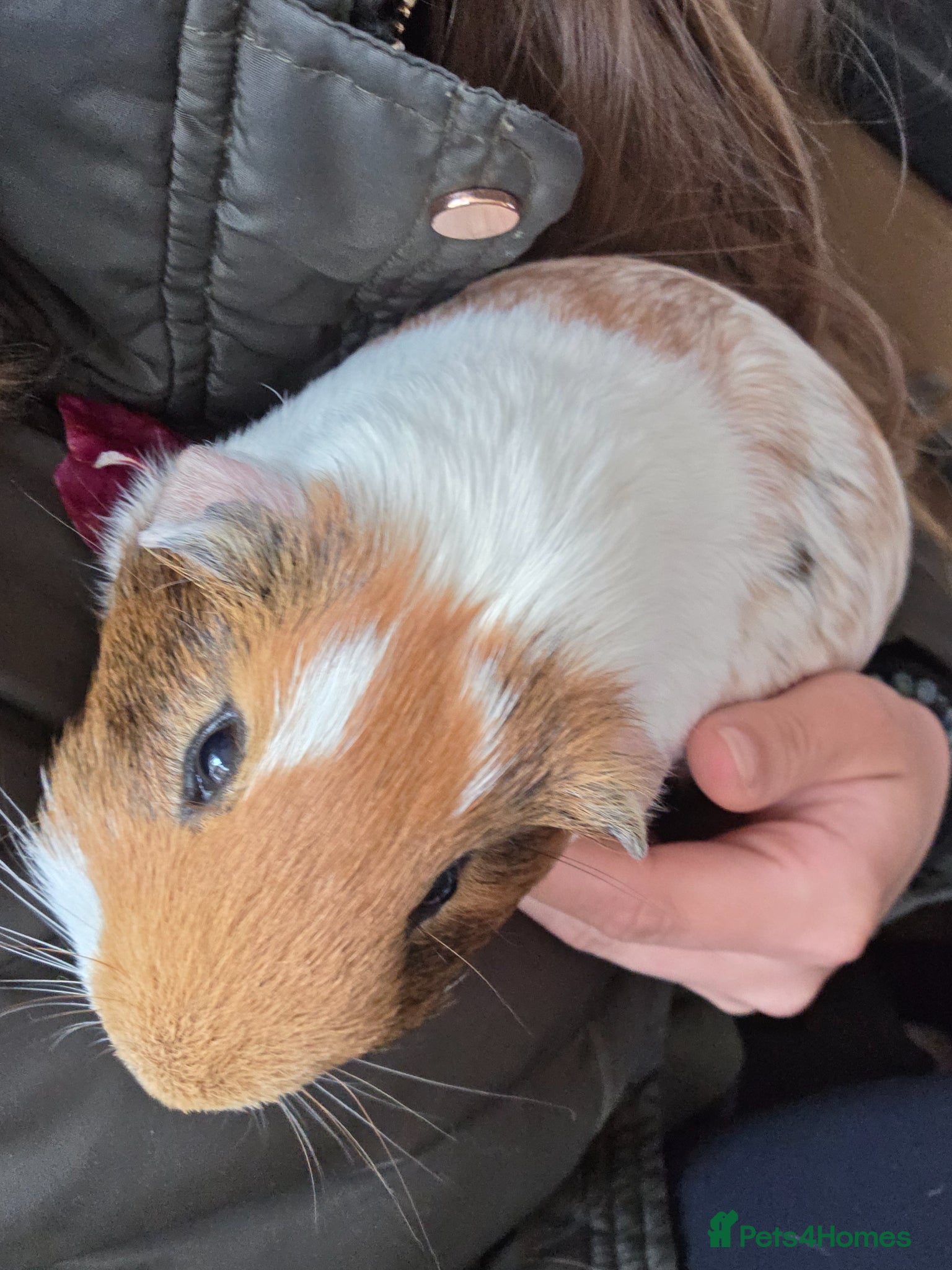 Guinea Pig rodents 4 Lovely Boy Guinea Pigs for Rehome - Advert 1