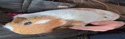 Guinea Pig rodents for sale: 4 Lovely Boy Guinea Pigs for Rehome - Advert 1