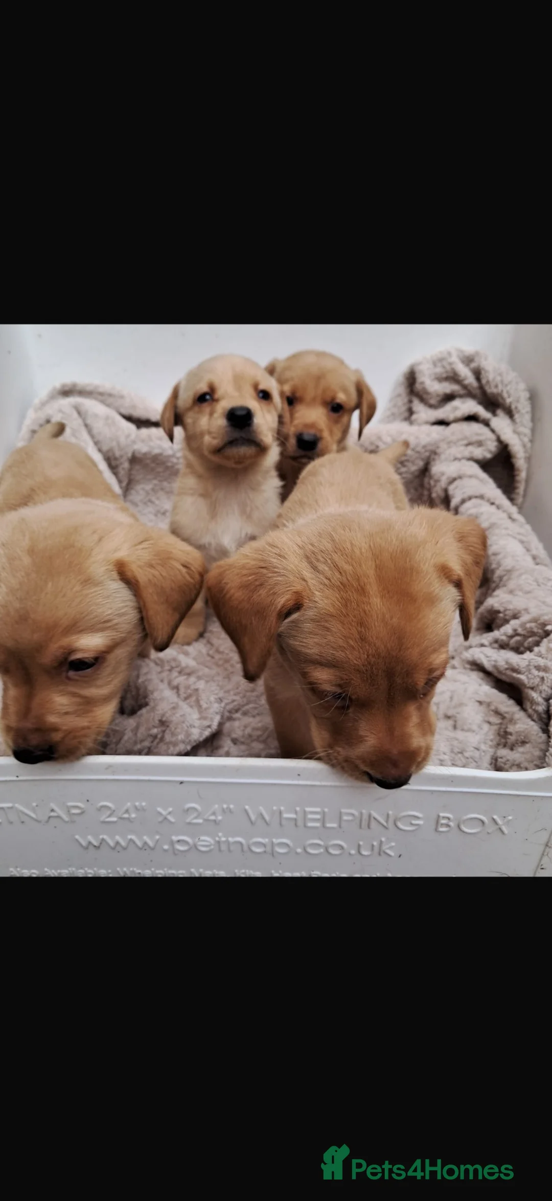 Labrador Retriever dogs for sale: Beautiful Kc DNA clear working line labs  - Advert 1