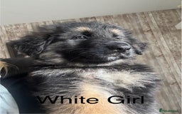 German Shepherd dogs for sale: German Shepherd Puppies in Edinburgh - Image 1