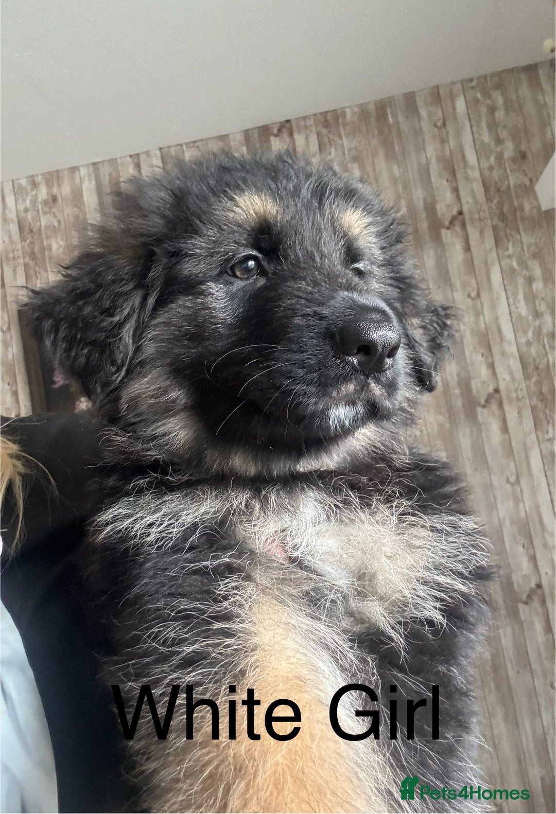 German Shepherd dogs for sale: German Shepherd Puppies in Edinburgh - Image 1