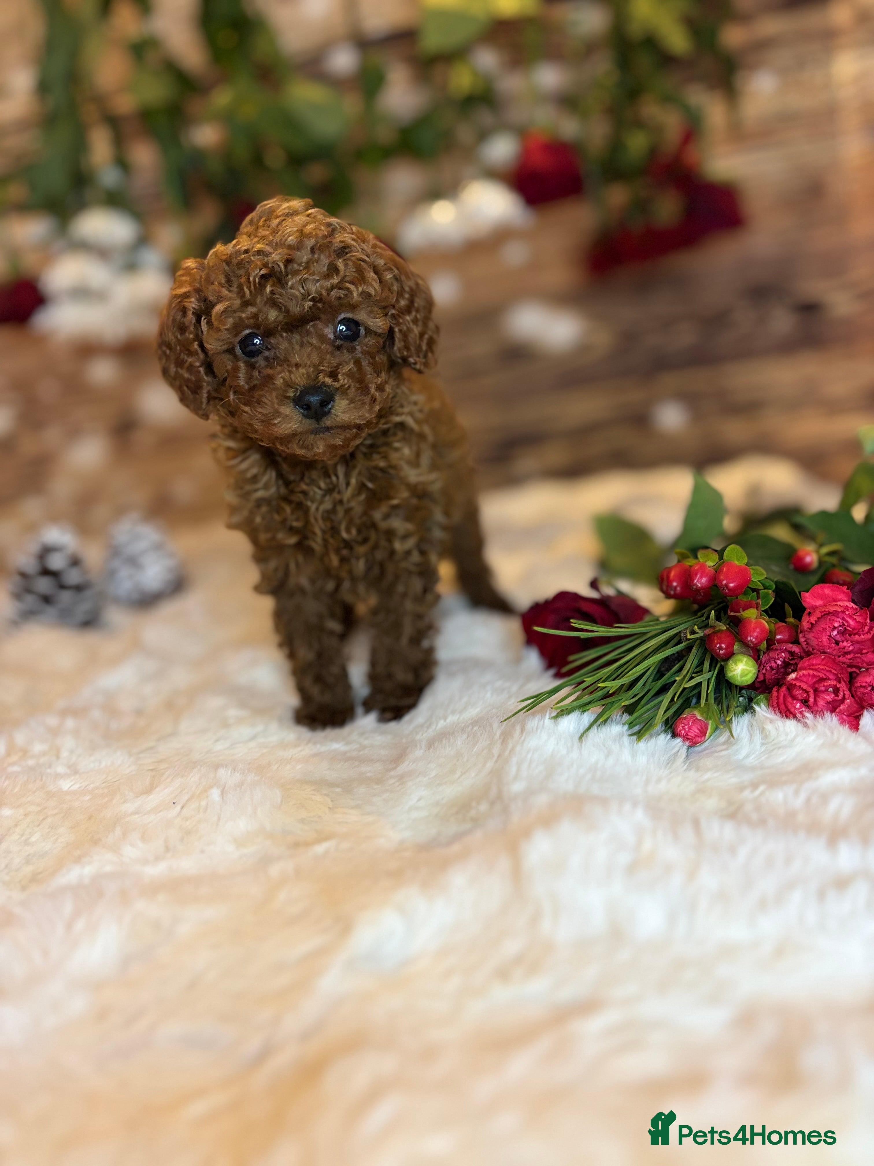 Toy Poodle dogs Outstanding toy x asain Poodles.  - Advert 1
