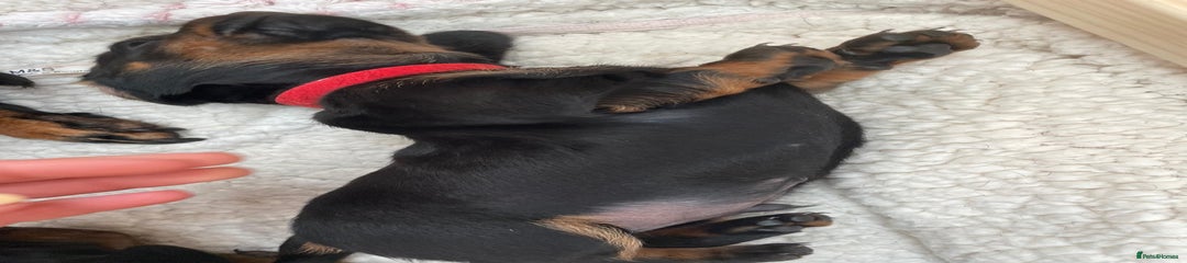 Miniature Dachshund Puppy 3