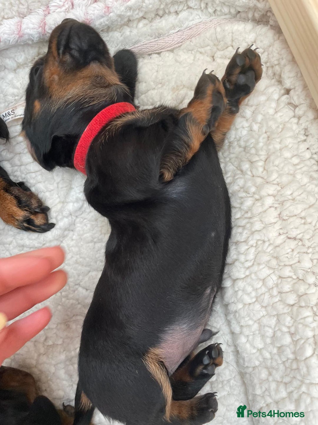 Miniature Dachshund dogs for sale: Miniature Dachshund Puppies   in Pontefract - Image 3