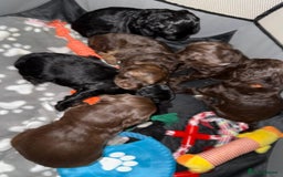 Cockapoo dogs for sale: Cockapoo puppies  - Image 17