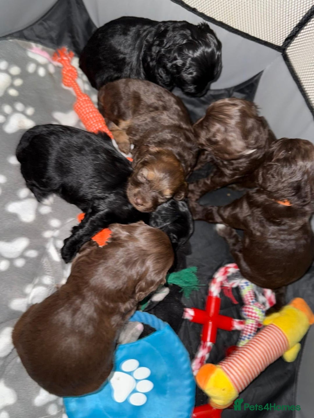 Cockapoo dogs for sale: Cockapoo puppies  - Image 17