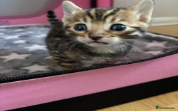 Bengal cats for sale: Supreme Grand Champion TICA bengal kittens  - Image 9