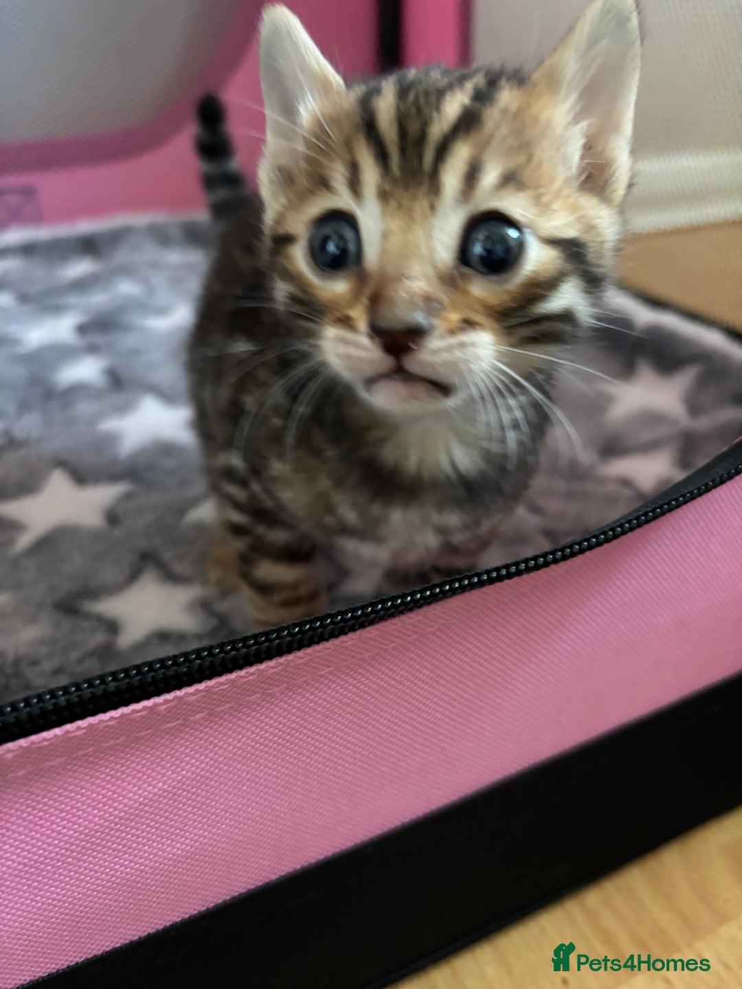 Bengal cats for sale: Supreme Grand Champion TICA bengal kittens  - Image 9