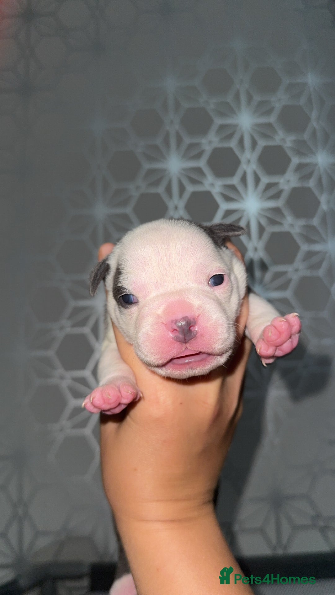 Mixed Breed dogs for sale: Olde pocket bully/ mixed bully  - Image 1