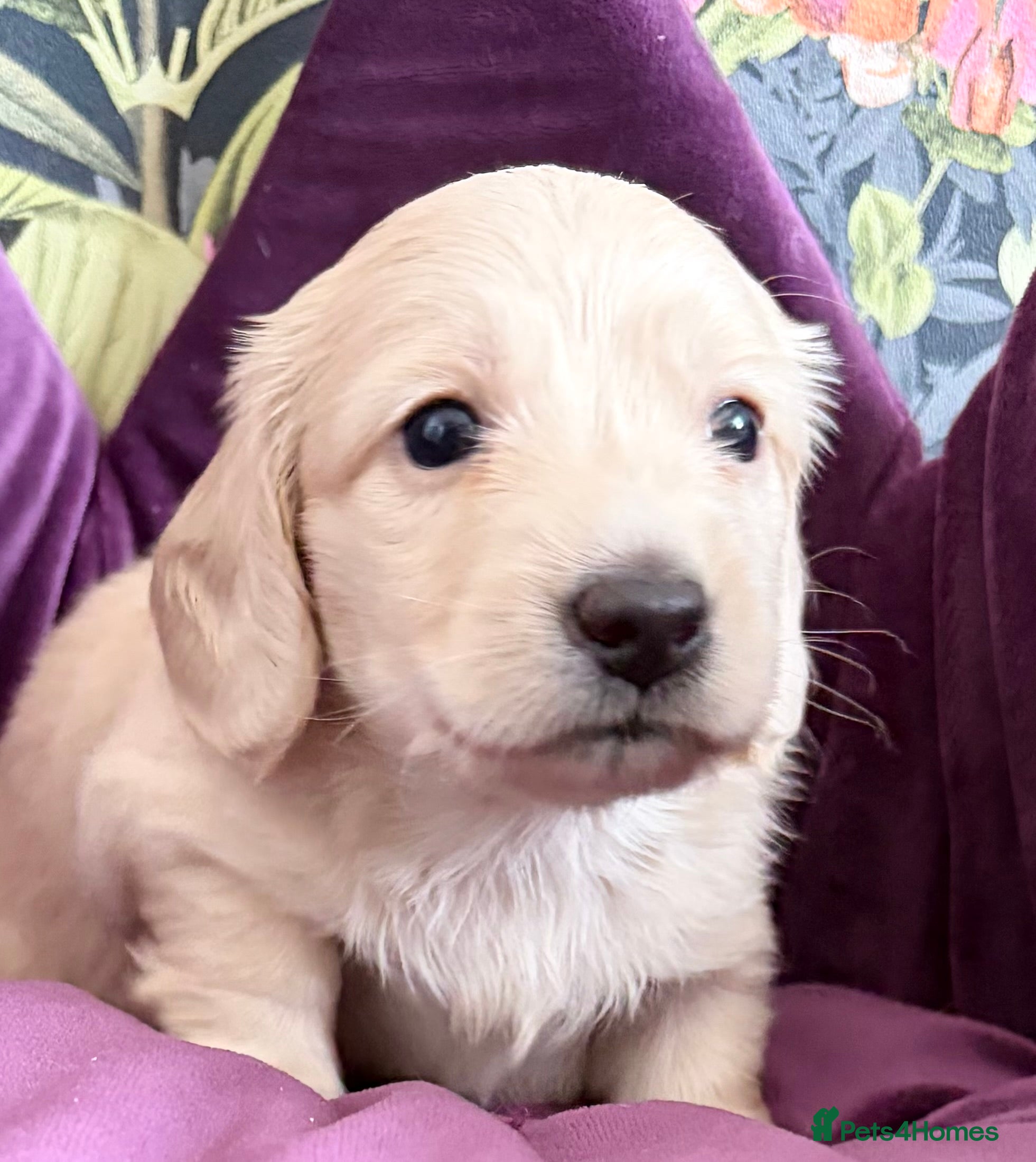 Miniature Dachshund dogs KC Reg, Health Tested Mini Longhaired Puppies  - Advert 2