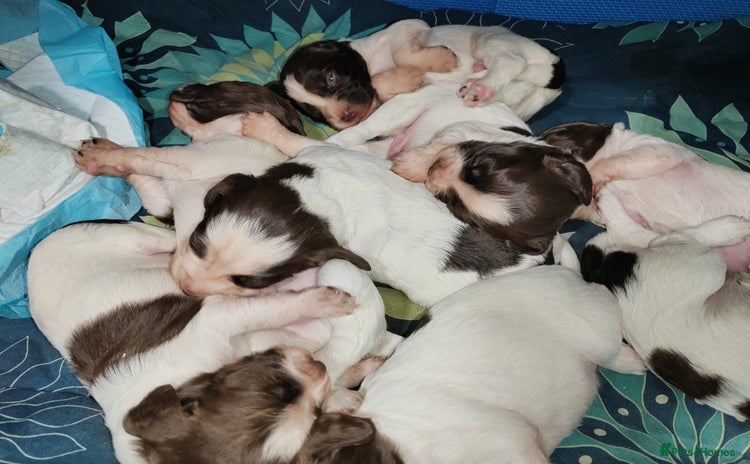 English Springer Spaniel dogs - Advert 16