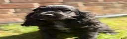 Cocker Spaniel dogs for sale: kc registered cocker spaniels  - Advert 6