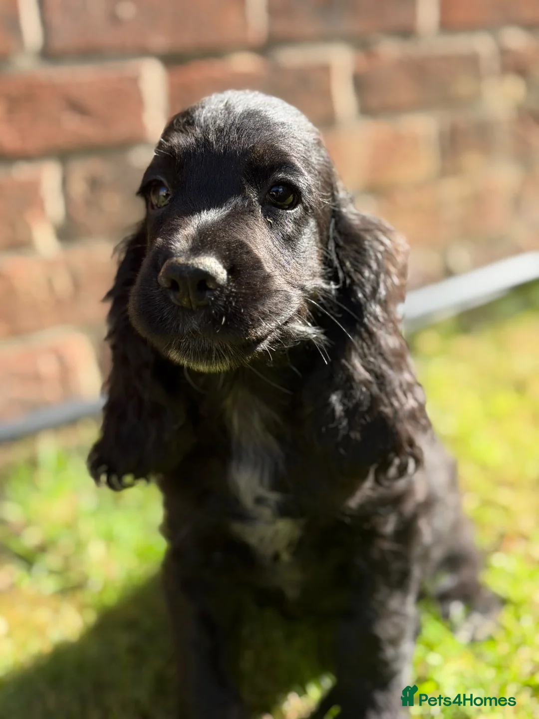 Cocker Spaniel dogs for sale: kc registered cocker spaniels  - Advert 6