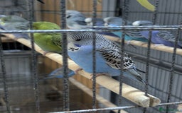 Budgerigars birds for sale: Budgies for Sale Many colours Cages Available  - Image 21