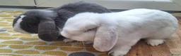 Mini Lop rabbits for sale: Gorgeous Friendly Bonded Mini Lops with New Hutch in Dartford - Advert 2