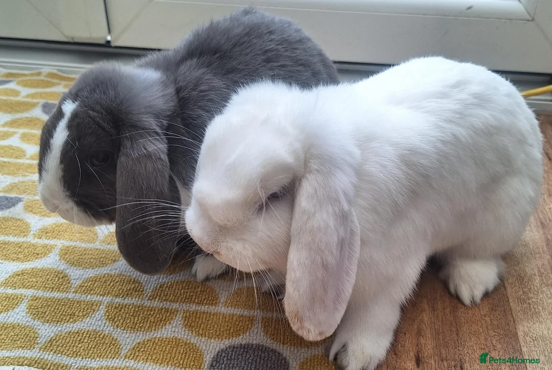 Mini Lop rabbits for sale: Gorgeous Friendly Bonded Mini Lops with New Hutch in Dartford - Advert 2