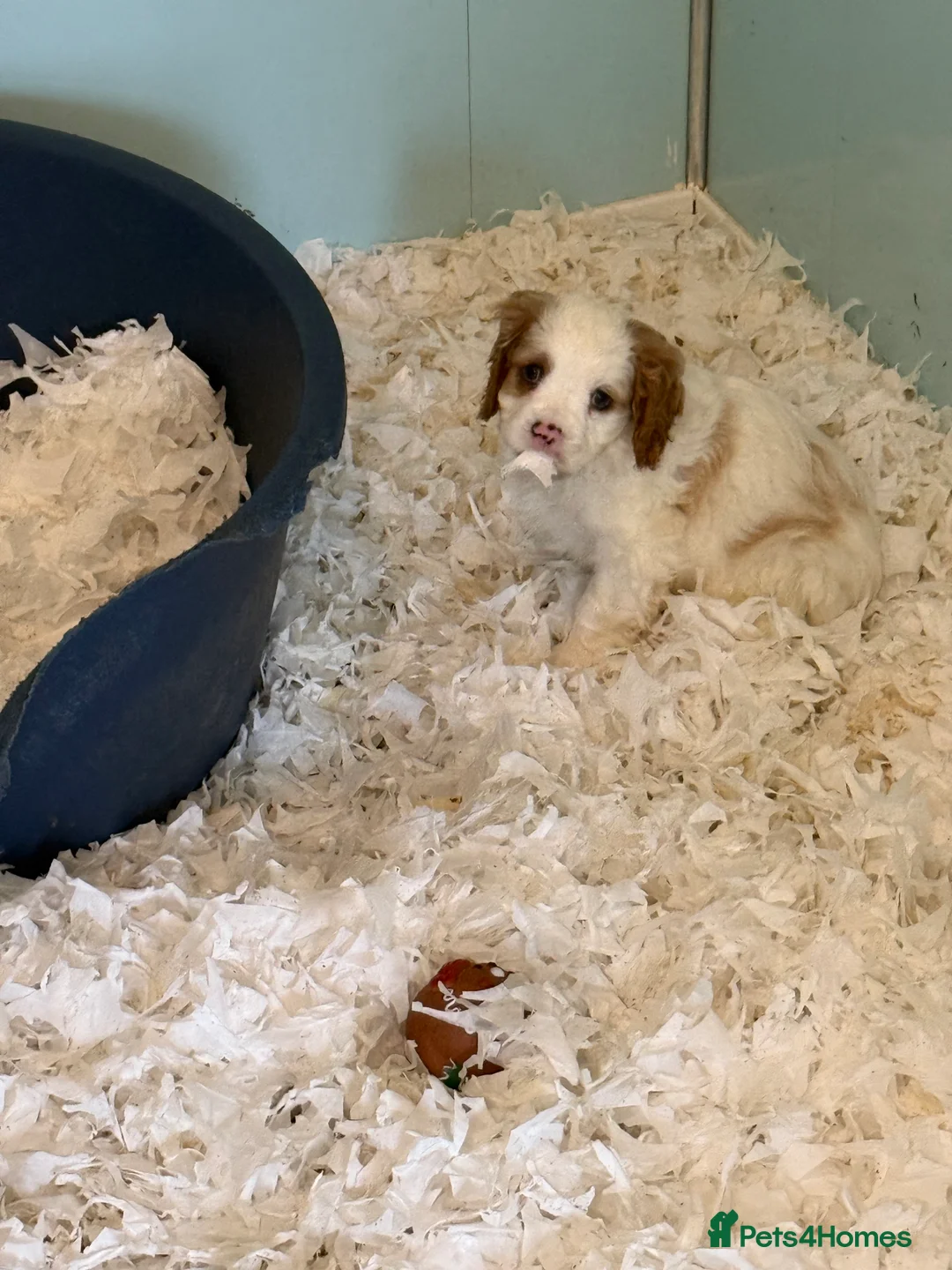 Mixed Breed dogs for sale: Ready Now Cracking Cockalier Boys  - Advert 8