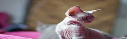 Devon Rex cats for sale: 💙  Blue male Kitten Available 💙 - Advert 14