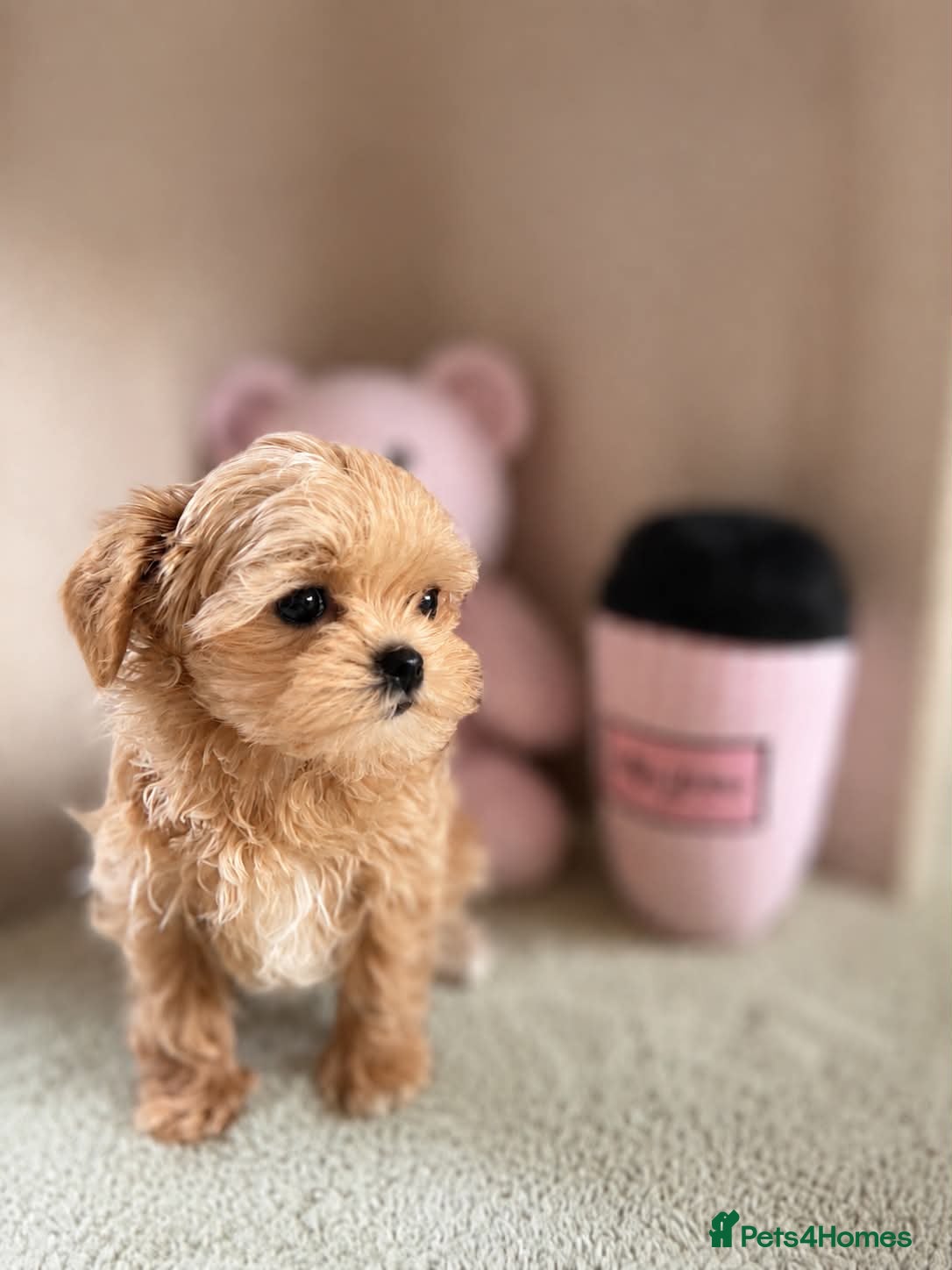 Maltipoo dogs Unique Love -Tiny Asian Maltipoo  - Advert 1