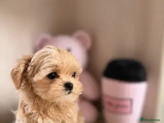 Maltipoo dogs Unique Love -Tiny Asian Maltipoo - Advert 1