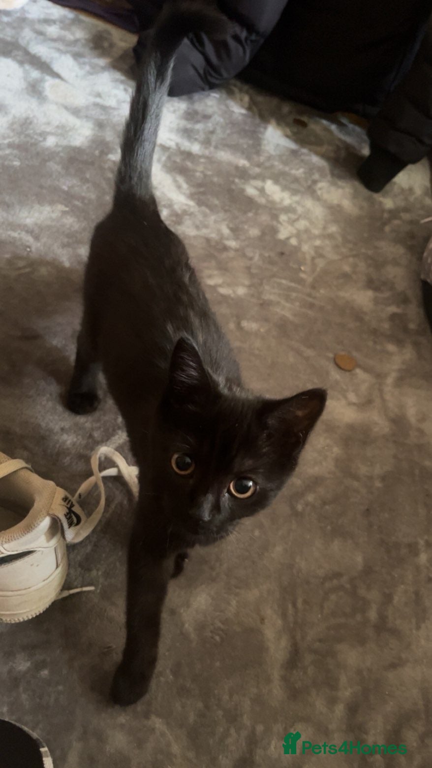 Mixed Breed cats Mixed breed kittens  - Advert 1
