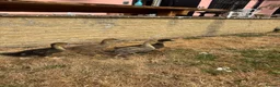 Ducks poultry for sale:     ❤️ Four Beautiful Hand-Reared Ducklings  in Stowmarket - Advert 6