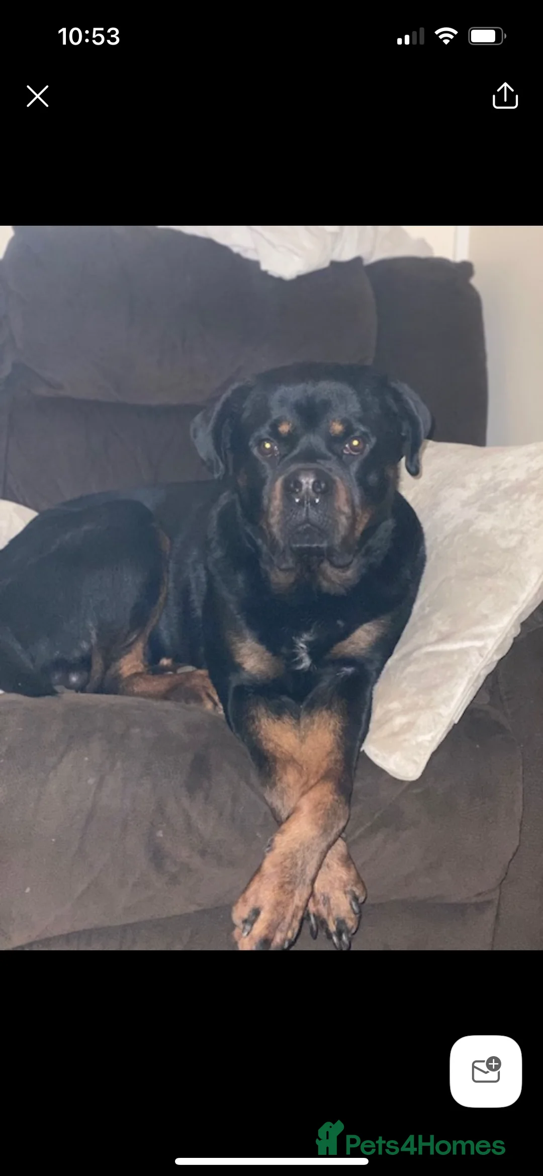 Rottweiler dogs for stud: Royce - Advert 5