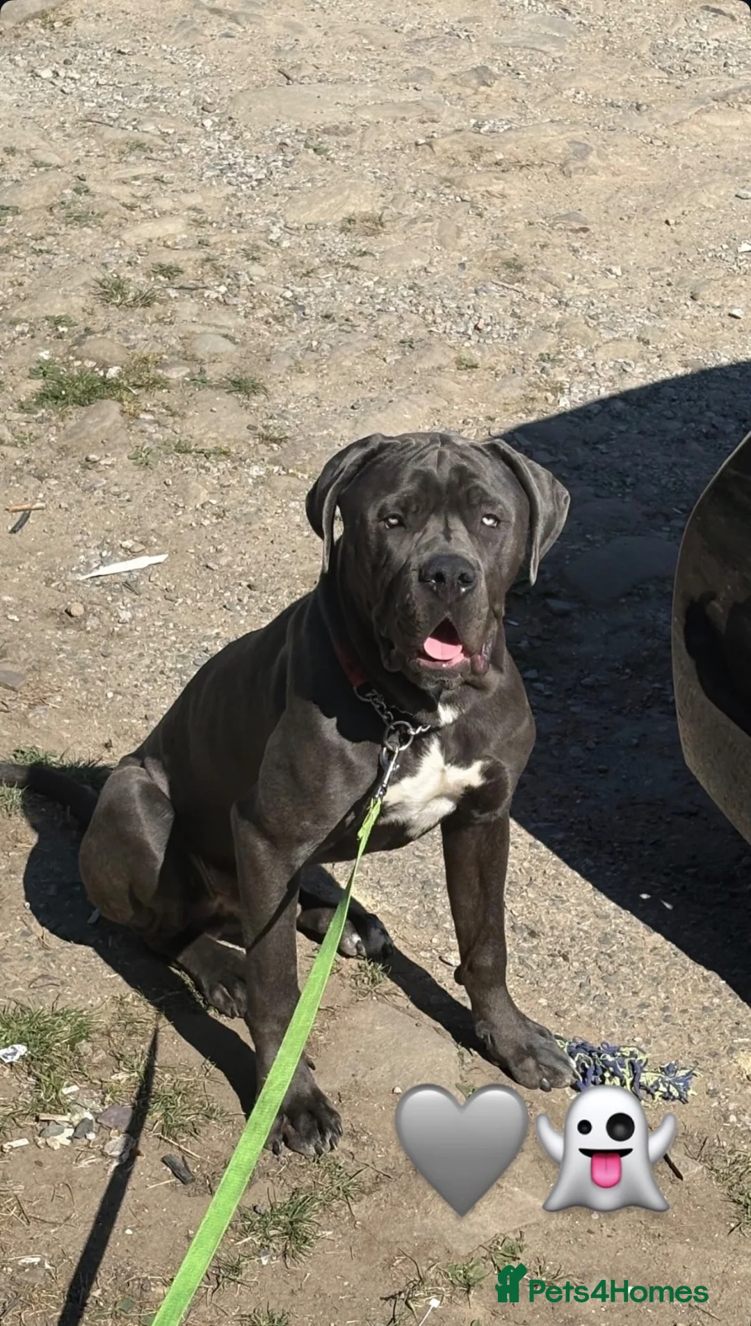 Cane Corso dogs for sale: 🐾 **Cane Corso Boy Looking for His Forever Home🏡 in Keighley - Advert 10