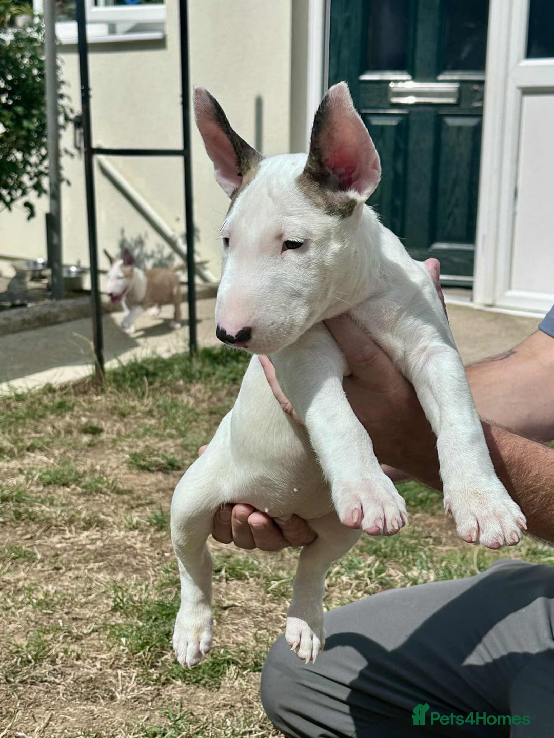 English Bull Terrier dogs for sale: English bull terrier pups for sale  - Image 16