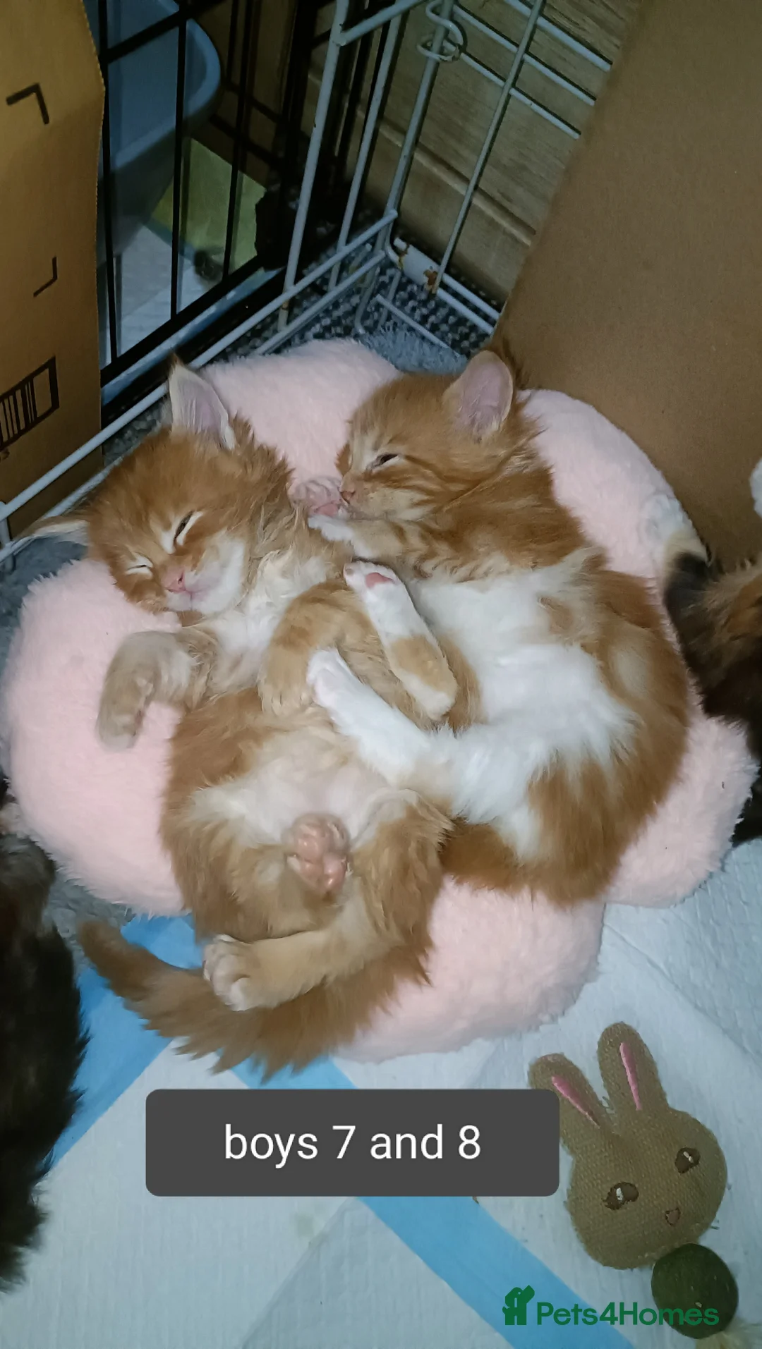 Maine Coon cats for sale: 😻😻😻Adorable fluffy Maine Coon kittens 😻😻😻 - Advert 5