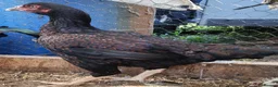 Chickens poultry for sale: Pure breed Indian game large fowl - Advert 4