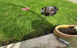 Miniature Dachshund dogs for sale: Miniature dachshunds for sale - ready to go now  - Image 2