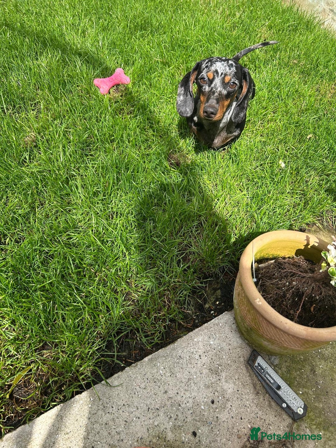 Miniature Dachshund dogs for sale: Miniature dachshunds for sale - ready to go now  - Image 2