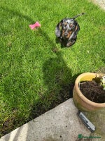 Miniature Dachshund dogs - Advert 9