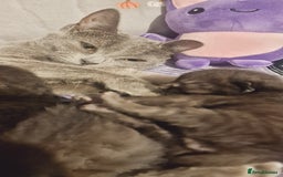 Chartreux cats for sale: Chartreux kittens - Image 2