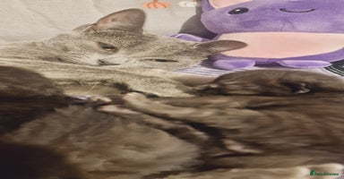 Chartreux cats - Advert 5