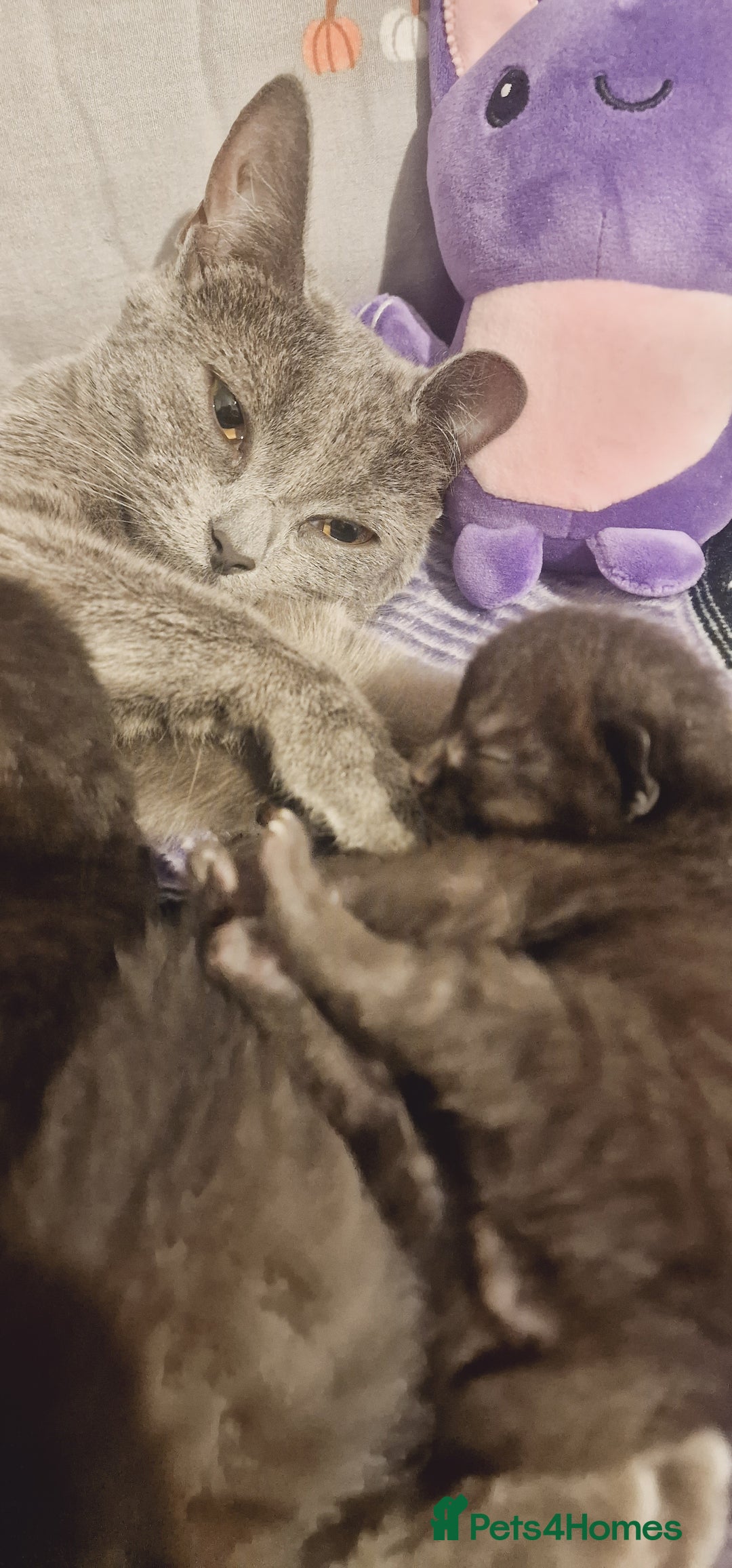 Chartreux cats for sale: Chartreux kittens - Image 2
