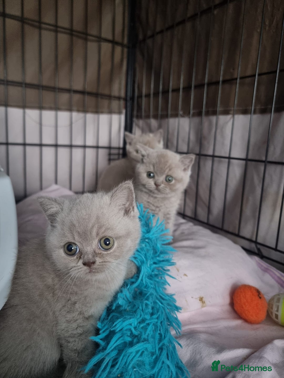 British Shorthair cats for sale: Lilac & Blue BSH Kittens Healthy GCCF Pedigree  - Image 13
