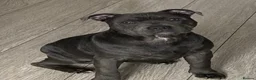 Staffordshire Bull Terrier dogs for sale: nova  - Advert 5