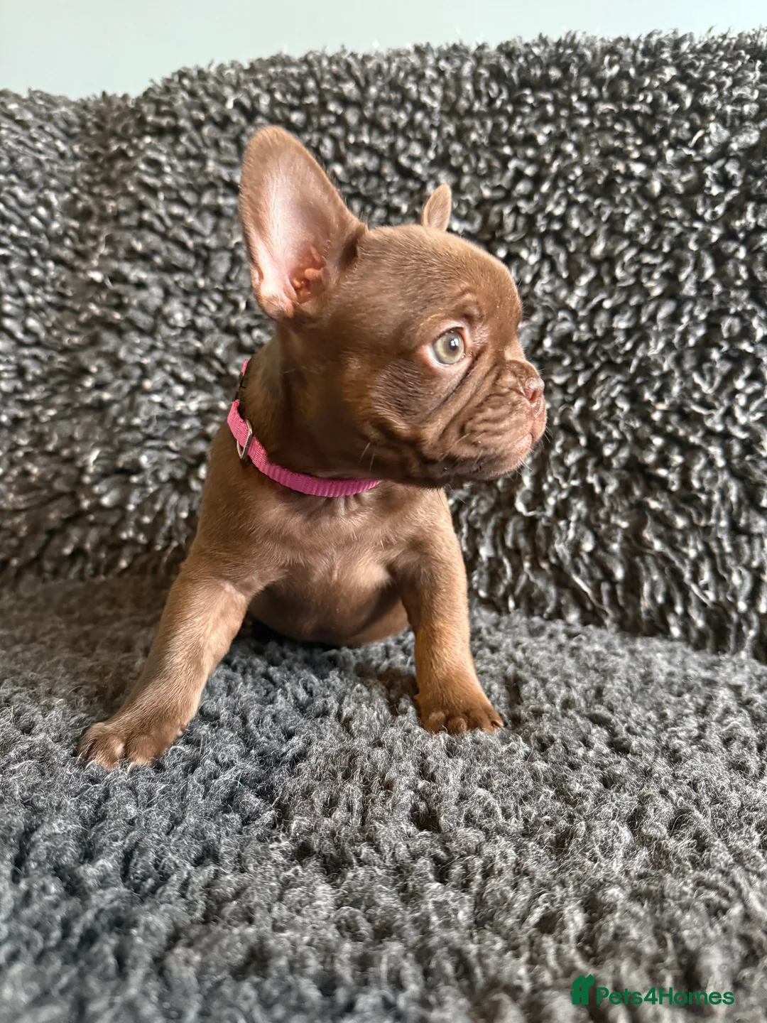 French Bulldog dogs for sale: New Shade Rojo French Bulldog Puppy. - Advert 5