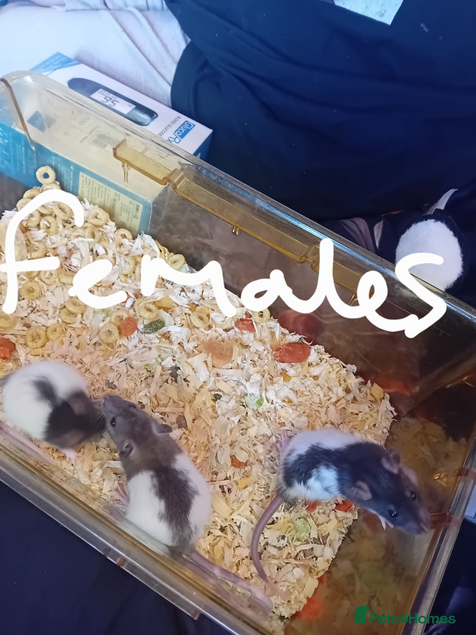 Rat rodents X3 female rats for sale  - Advert 1