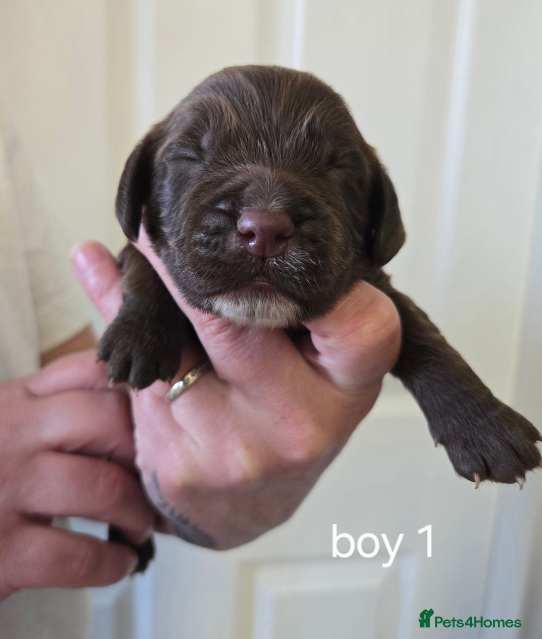 Sprocker dogs for sale: Beautiful sprocker spaniel puppies (5 left) - Image 4