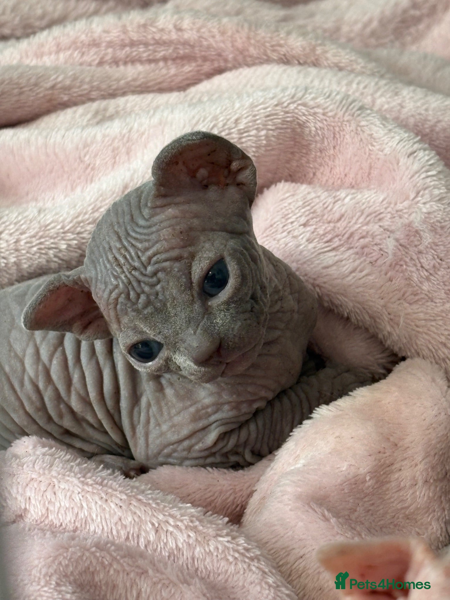 Sphynx cats Sphynx kittens  - Advert 3