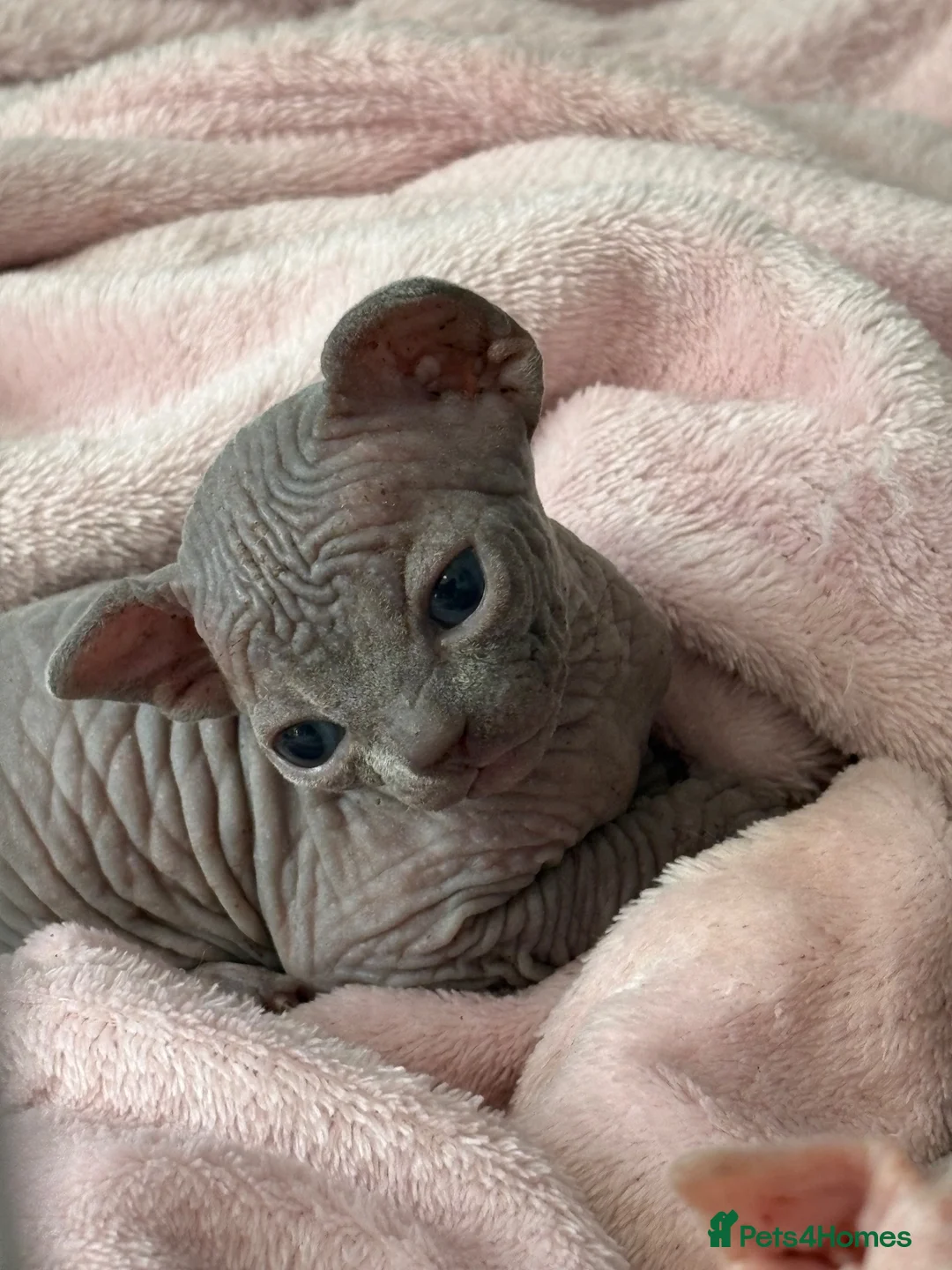 Sphynx cats for sale: Sphynx kittens  - Advert 1